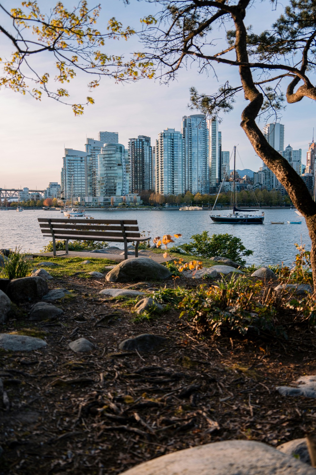 Waterfront city view framed by trees